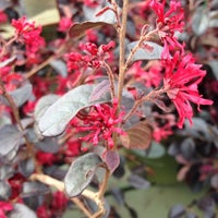 Pike Nurseries Garden Center Photo Taken At Pike Nurseries By Desiree H On 3 5 2017
