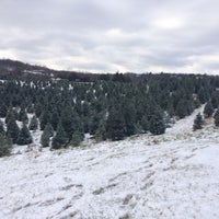 battenfeld s christmas tree farm rhinebeck ny battenfeld s christmas tree farm rhinebeck ny