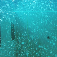 y40 diving pool