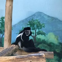Photo taken at Primate Forest at Hogle Zoo by Quarry on 1/13/2018