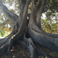 Moreton Bay Fig Tree - Lower State - 4 tips from 415 visitors