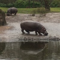 Photo taken at Hippo Pool by Captain B. on 4/5/2018