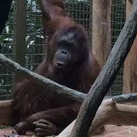 Photo taken at Orangutan Exhibit by Captain B. on 2/14/2018