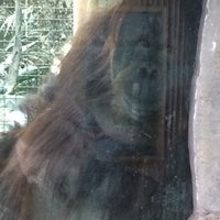 Photo taken at Orangutan Exhibit by Captain B. on 3/21/2018