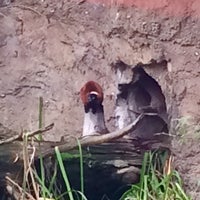Photo taken at Red Ruffed Lemur by Captain B. on 12/21/2017
