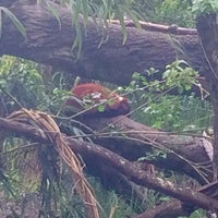 Photo taken at Red Ruffed Lemur by Captain B. on 5/3/2017