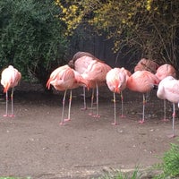 Photo taken at Flamingos by Captain B. on 4/11/2018