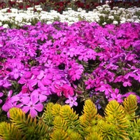 Pike Nurseries Garden Center Photo Taken At Pike Nurseries By Joey On 3 19 2017