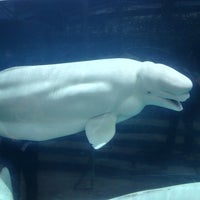 Mystic sea aquarium coupons