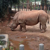 Resultado de imagem para zoolÃ³gico de Guangzhou