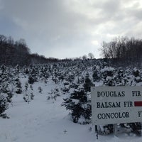 battenfeld s christmas tree farm rhinebeck ny battenfeld s christmas tree farm rhinebeck ny