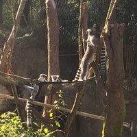 Photo taken at Red Ruffed Lemur by Adam D. on 3/11/2018