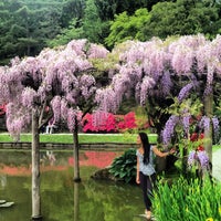 Photo taken at Seattle Japanese Garden by Angela G. on 5/12/2013