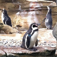 Photo taken at Penguin Exhibit by Chelle L. on 3/11/2011