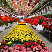 Pesche S Flowers Des Plaines Il Photo Taken At Pesche S Flowers By On 2 8 2017