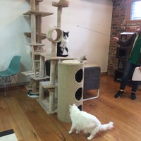  Cat  Cafe  Melbourne  Pet Caf  in Melbourne 