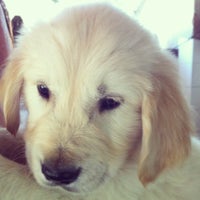 australian shepherd or golden retriever apple fruit allevamento golden retriever u0026 australian shepherd australian shepherd or golden retriever apple fruit allevamento golden retriever u0026 australian shepherd