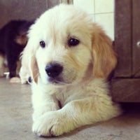 australian shepherd or golden retriever apple fruit allevamento golden retriever u0026 australian shepherd australian shepherd or golden retriever apple fruit allevamento golden retriever u0026 australian shepherd