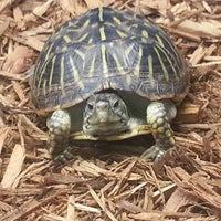 twin cities reptiles pet store in st anthony twin cities reptiles pet store in st anthony