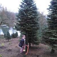 loch lolly christmas forest north plains or loch lolly christmas forest north plains or