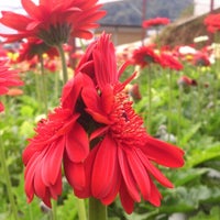 Photo taken at Cameron Lavender Garden by Darick L. on 8/3/2013