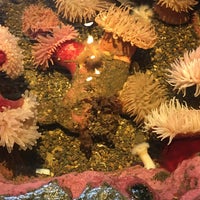 Seattle Aquarium Sea Otters - Pike Place - Seattle, WA