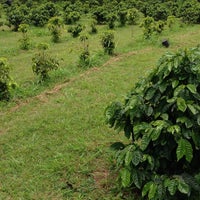 Garcinia cambogia botanical description picture 3