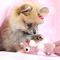 Teacups Puppies & Boutique - University Heights - Davie, FL Teacups Puppies & Boutique - University Heights - Davie, FL