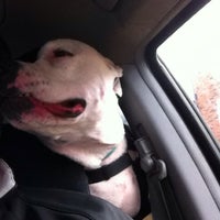 stray rescue louis st