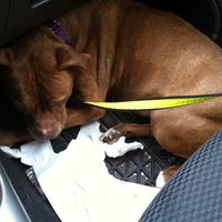 stray rescue louis st