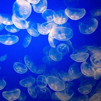 Photo taken at Monterey Bay Aquarium by artemisia on 10/24/2012