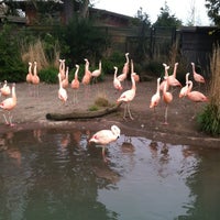 Photo taken at Flamingos by Da Mayor on 4/8/2012