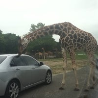 six flags wild safari tickets