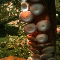 Photo taken at Seattle Aquarium by Amy R. on 6/3/2012