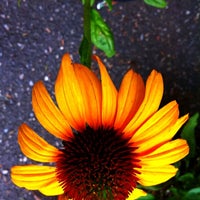 Atlantic Nursery Flower Photo Taken At Atlantic Nursery By Trudy G On 7 28 2017