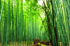 竹林の小径