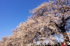 白石川堤一目千本桜