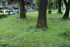 十三公園