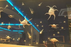 Shell Museum