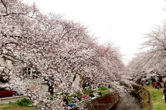 千本桜