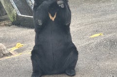 阿仁熊牧場 くまくま園