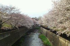 祖師谷公園