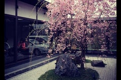 桜珈琲 本店