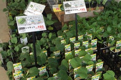 DCMダイキ 徳島石井店