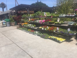 Encinal Nursery Photos Reviews Alameda Ca Encinal Nursery