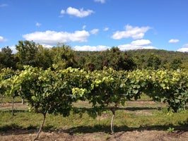 Cava Winery