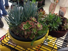 Countryside Nursery Garden Center Prices Photos Reviews Countryside Nursery Garden Center