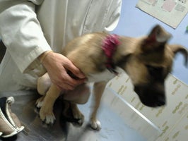 hurley dog and cat hospital hurley dog and cat hospital