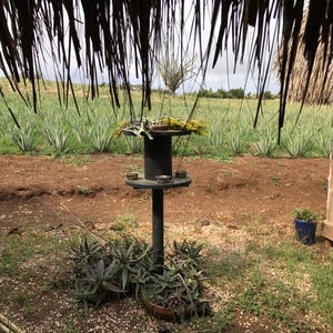 Photo of Aloe Vera Plantation