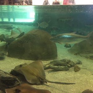 Photo of Albuquerque Aquarium